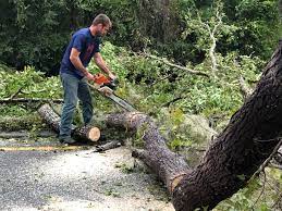 Best Tree Cabling and Bracing  in Taylor Mill, KY