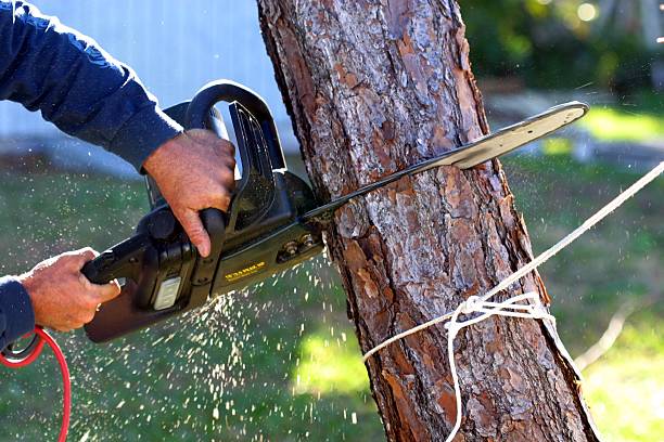 Best Lawn Irrigation Installation and Maintenance  in Taylor Mill, KY