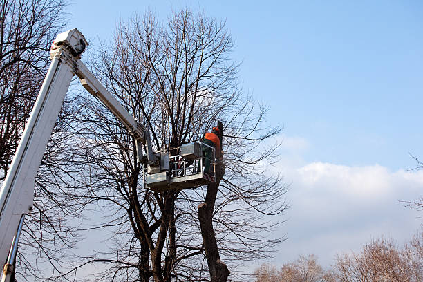 Best Leaf Removal  in Taylor Mill, KY