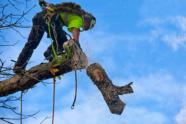 Best Tree Trimming and Pruning  in Taylor Mill, KY